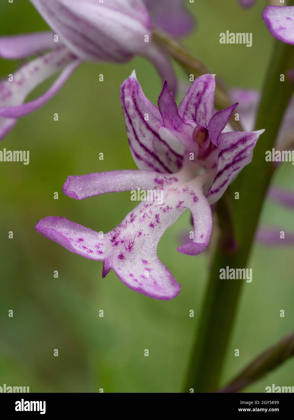 Militare Orchid, (Orchis militaris) Homefield Woods, Buckinghamshire, SSSI Nature Reserve, raro nel Regno Unito Foto Stock