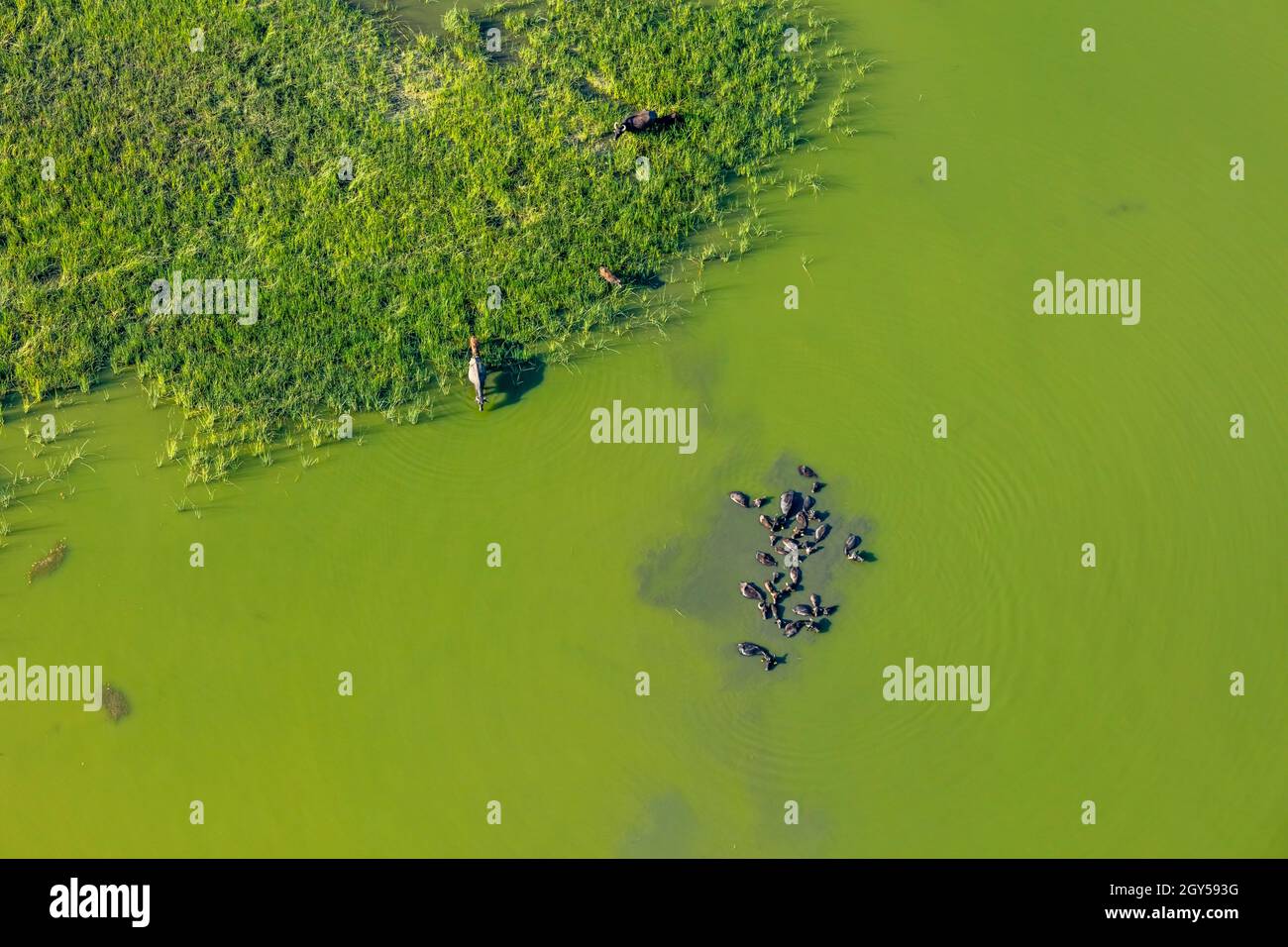 Buoi in acqua. Antenna. Foto Stock