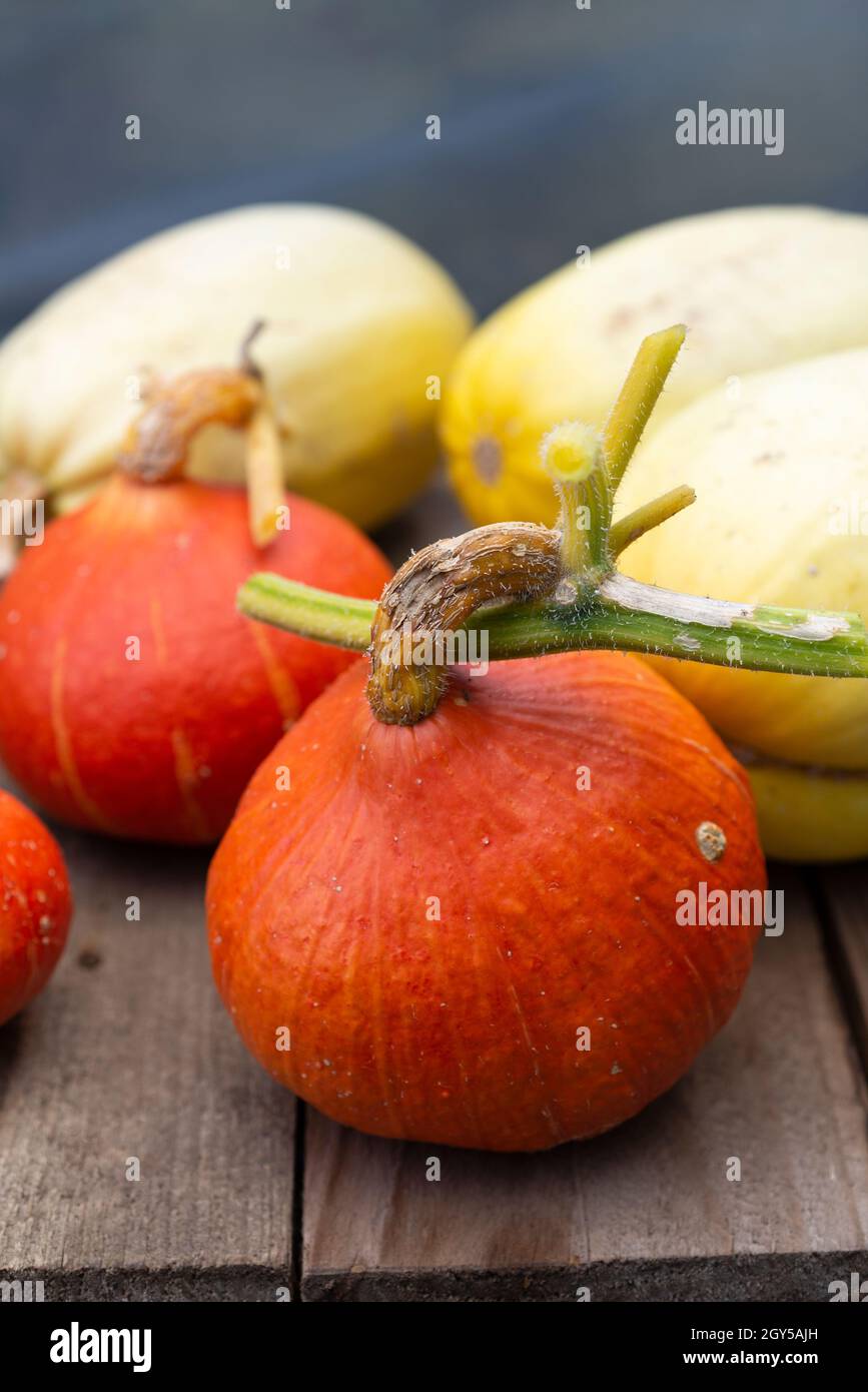 Curing Uchiki Kuri (Cucurbita maxima) e Spaghetti Squash (Cucurbita pepo) in un caldo polytunnel pronto per lo stoccaggio invernale. Foto Stock