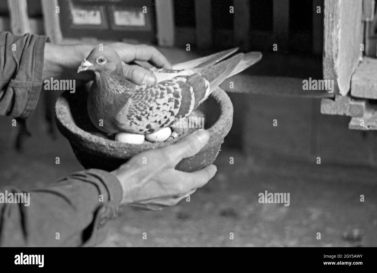 Eine Brieftaube der Heeres Brieftauben Anstalt in Berlin Spandau mit ihrem Gelege, Deutschland 1930er Jahre. Un carrier pigeon dell'Heeres Brieftauben Anstalt con la sua frizione, Germania 1930s. Foto Stock