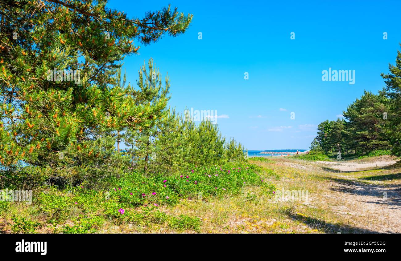 Dune di а, sulla spiaggia del Mar Baltico. Valkla, Estonia Foto Stock