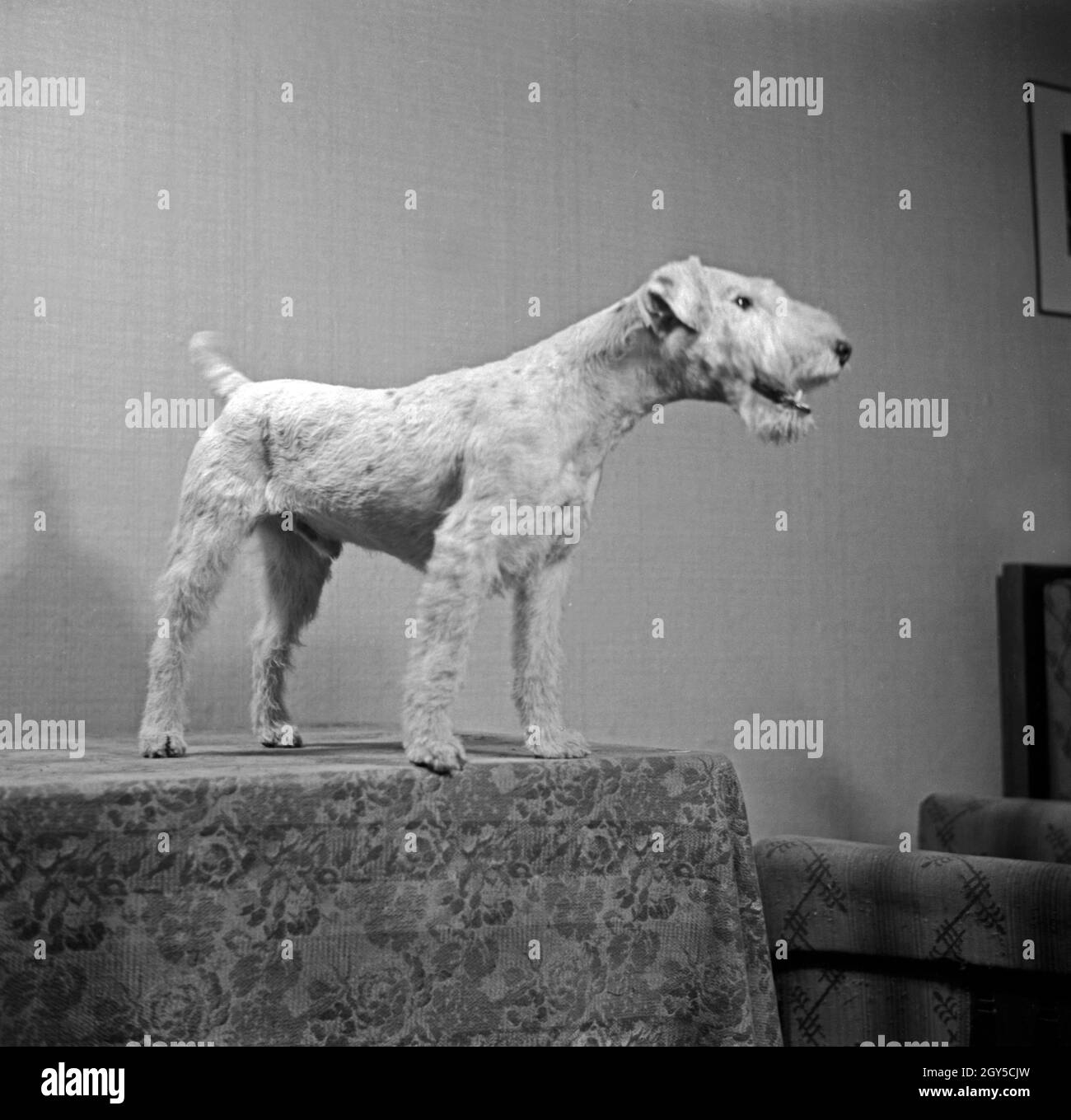 Ein Hund im Fotostudio in modalità zeitgenössischer, Deutschland 1930er Jahre. Un cane pet a photo studio in stile contemporaneo e alla moda, Germania 1930s. Foto Stock