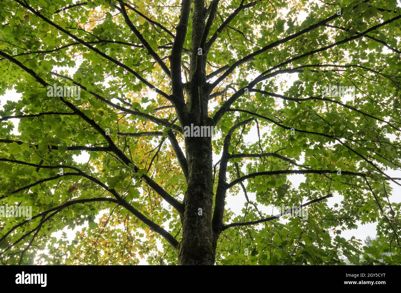 Guardando verso l'alto foglie verdi, rami e ramoscelli di un albero di acero (Acer pseudoplatanus) in una foresta Foto Stock