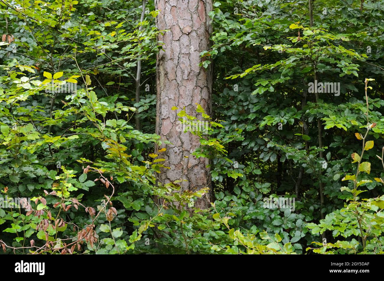 Scena forestale con pino (Conifer, Pinus, Pinoideae) e fogliame verde in una foresta Foto Stock