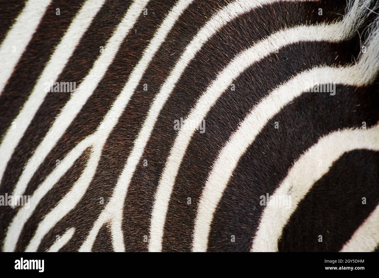 Pelliccia di zebra immagini e fotografie stock ad alta risoluzione - Alamy