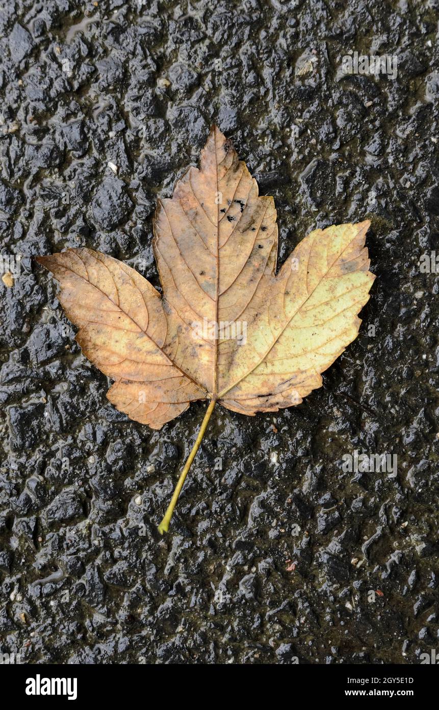 Foglie di acero giallo (Acer pseudoplatanus) su asfalto bagnato durante l'autunno Foto Stock