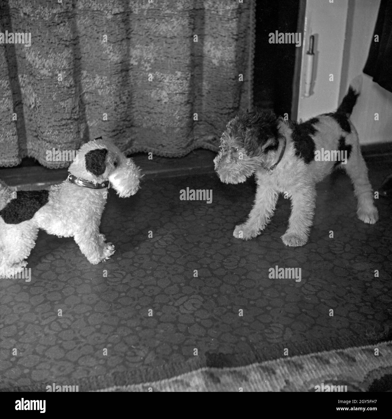 Ein kleiner Hund begegnet sich selbst als Stofftier, Deutschland 1930er Jahre. Un piccolo cucciolo vede se stessa come il giocattolo di peluche, Germania 1930s. Foto Stock