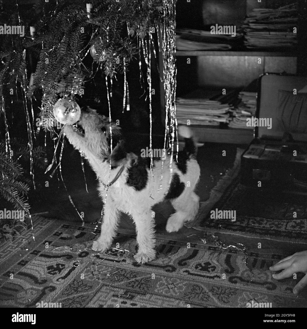Ein kleiner Hund spielt mit einer Weihnachtsbaumkugel, Deutschland 1930er Jahre. Un piccolo cucciolo giocando con un natale Pallina, Germania 1930s. Foto Stock