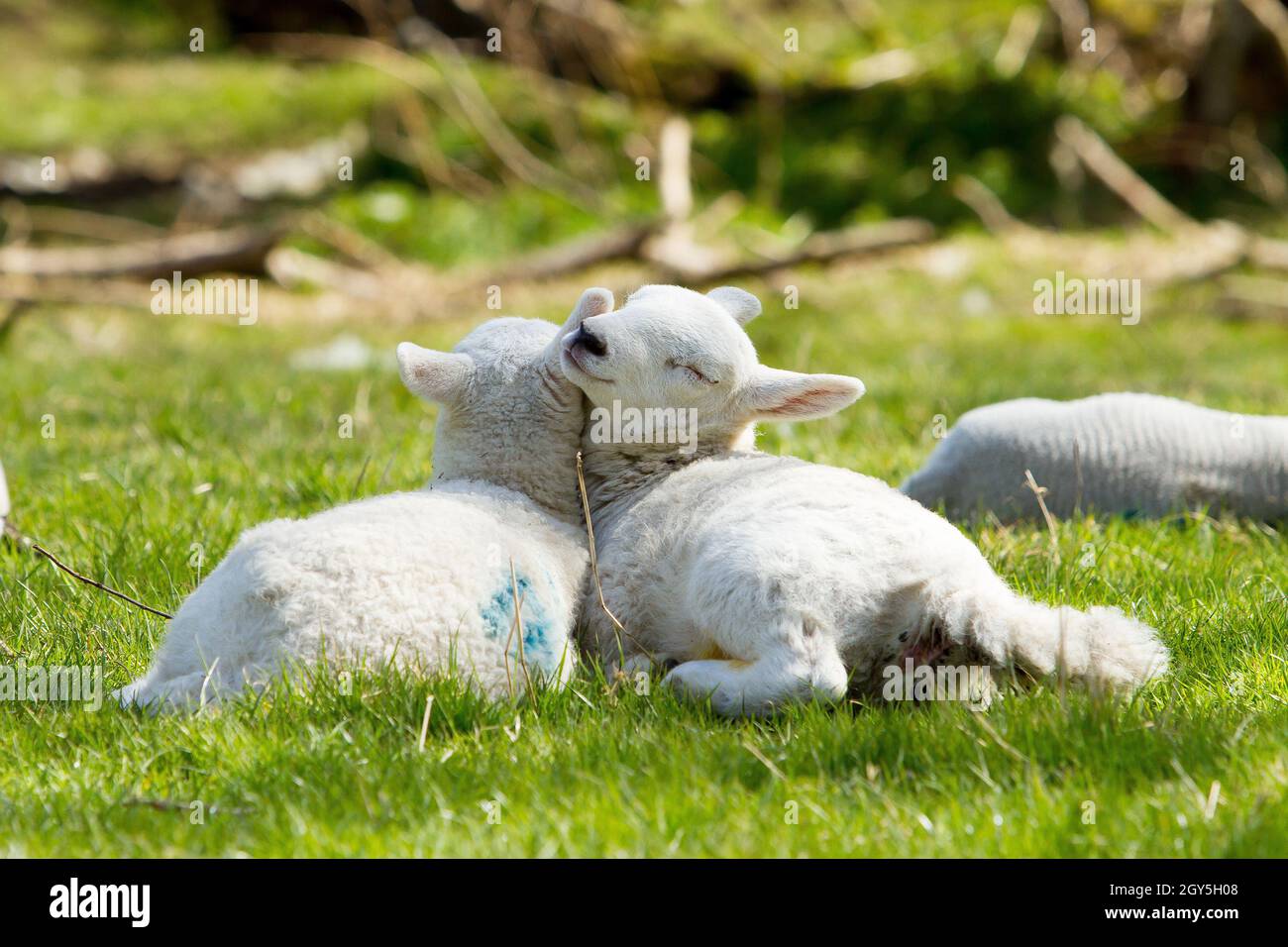 Agnelli che giocano in primavera Foto Stock