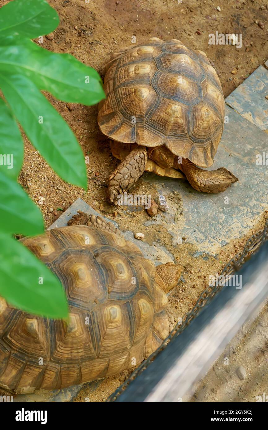 Tartaruga Sulcata sulla sabbia ad una natura dello sfondo. Foto Stock