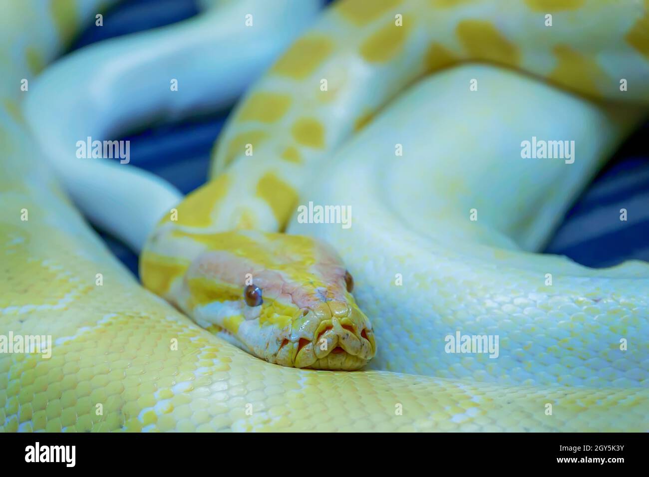 Albino pitone birmano è avvolto a ricciolo. Il suo pet tame. Foto Stock