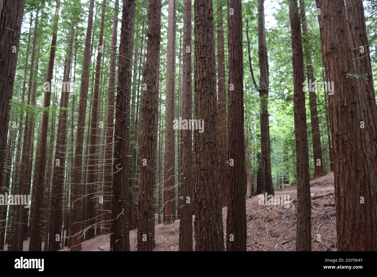 bella foresta di sequoie giganti alberi enorme grasso alto legno Foto Stock