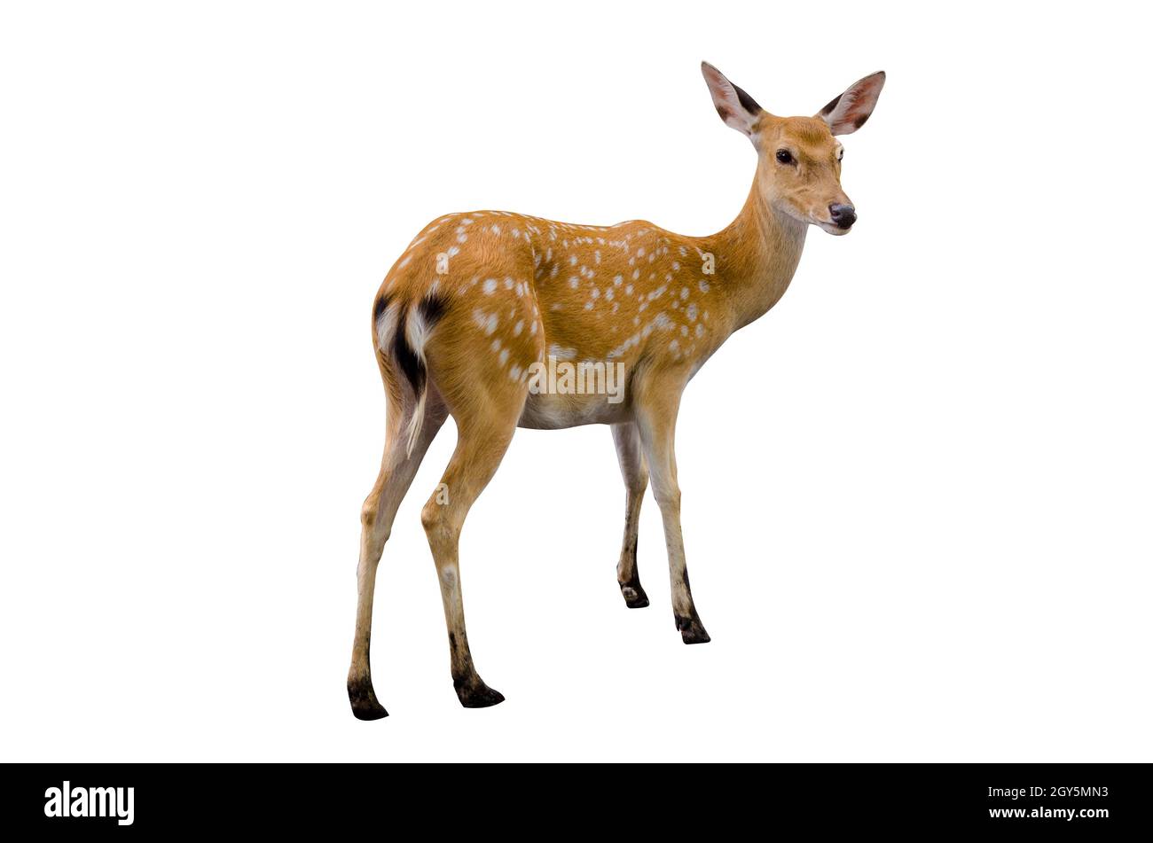 Baby deer isolato in uno sfondo bianco Foto Stock