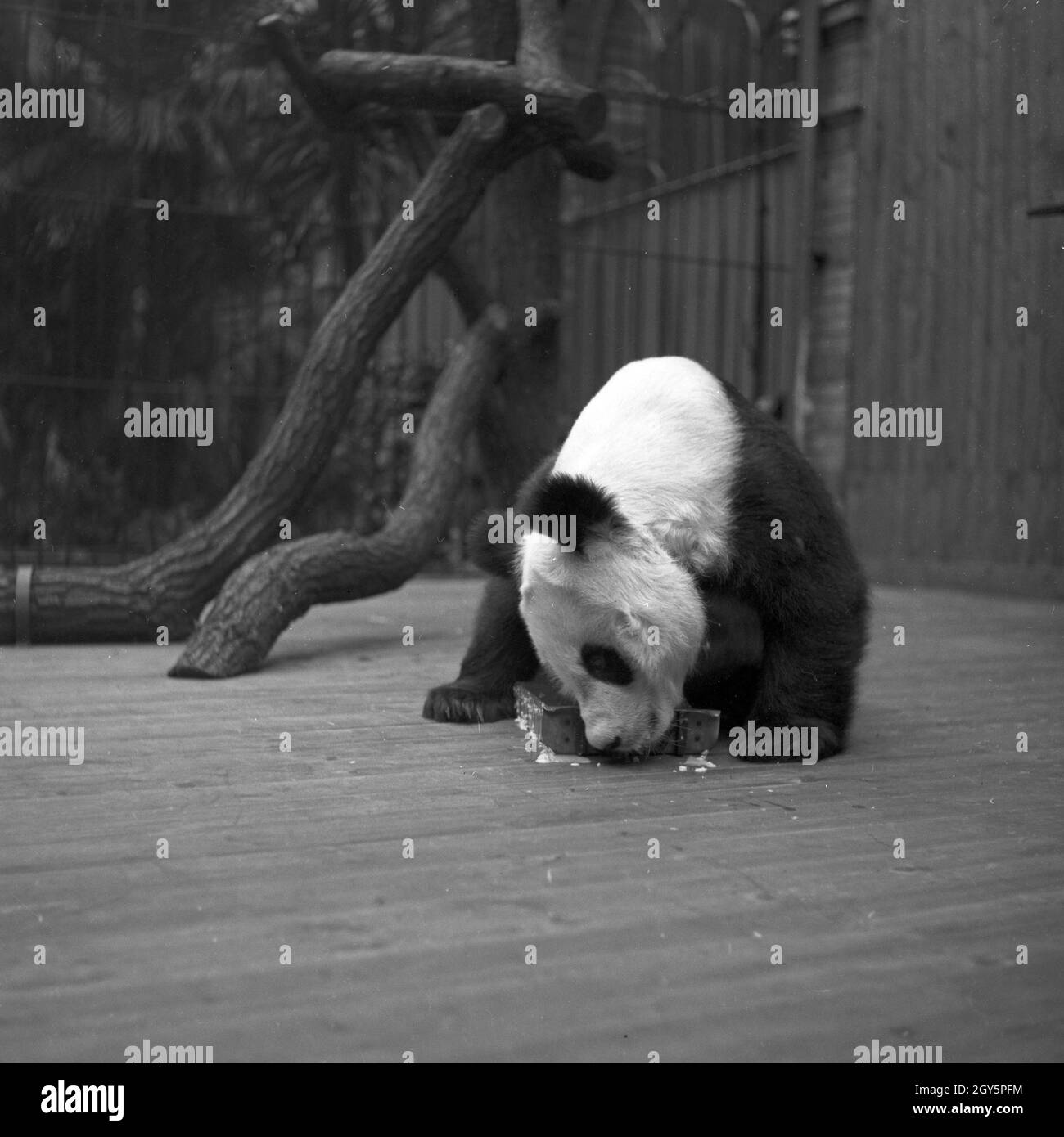 Der Große Panda spielt in seinem Gehege im Zoo Berlin, Deutschland 1940er Jahre. Foto Stock