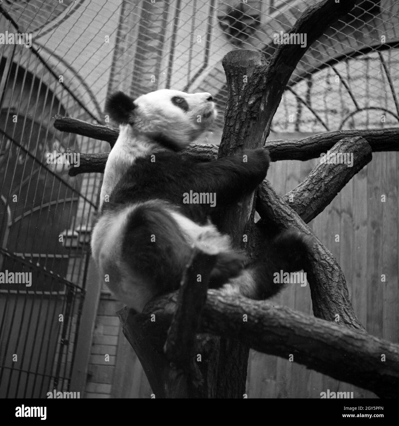 Der Große Panda spielt in seinem Gehege im Zoo Berlin, Deutschland 1940er Jahre. Foto Stock