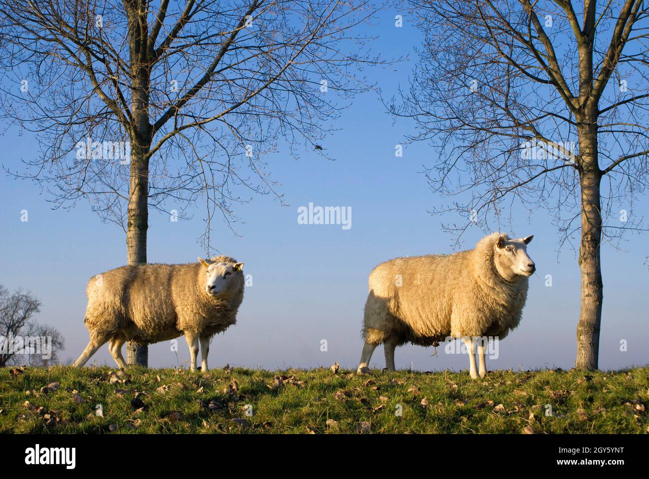 Pecore su una diga lungo il fiume Nieuwe Merwede vicino alla città olandese Dordrecht Foto Stock