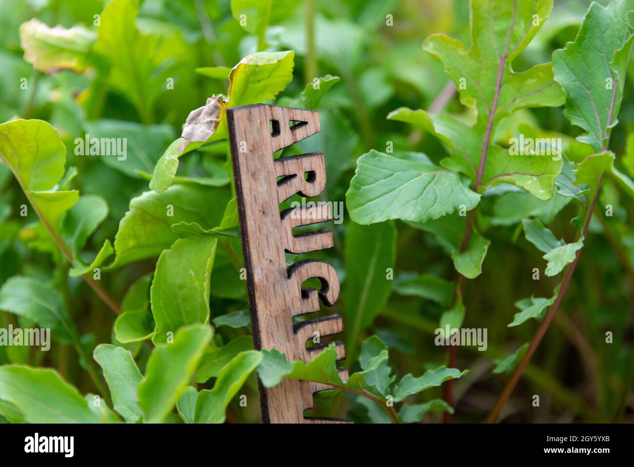 Un primo piano di una piccola pianta verde, rucola, con foglie verdi vibranti. La pianta della senape è spessa e fresca. C'è un cartello o un pennarello in legno. Foto Stock