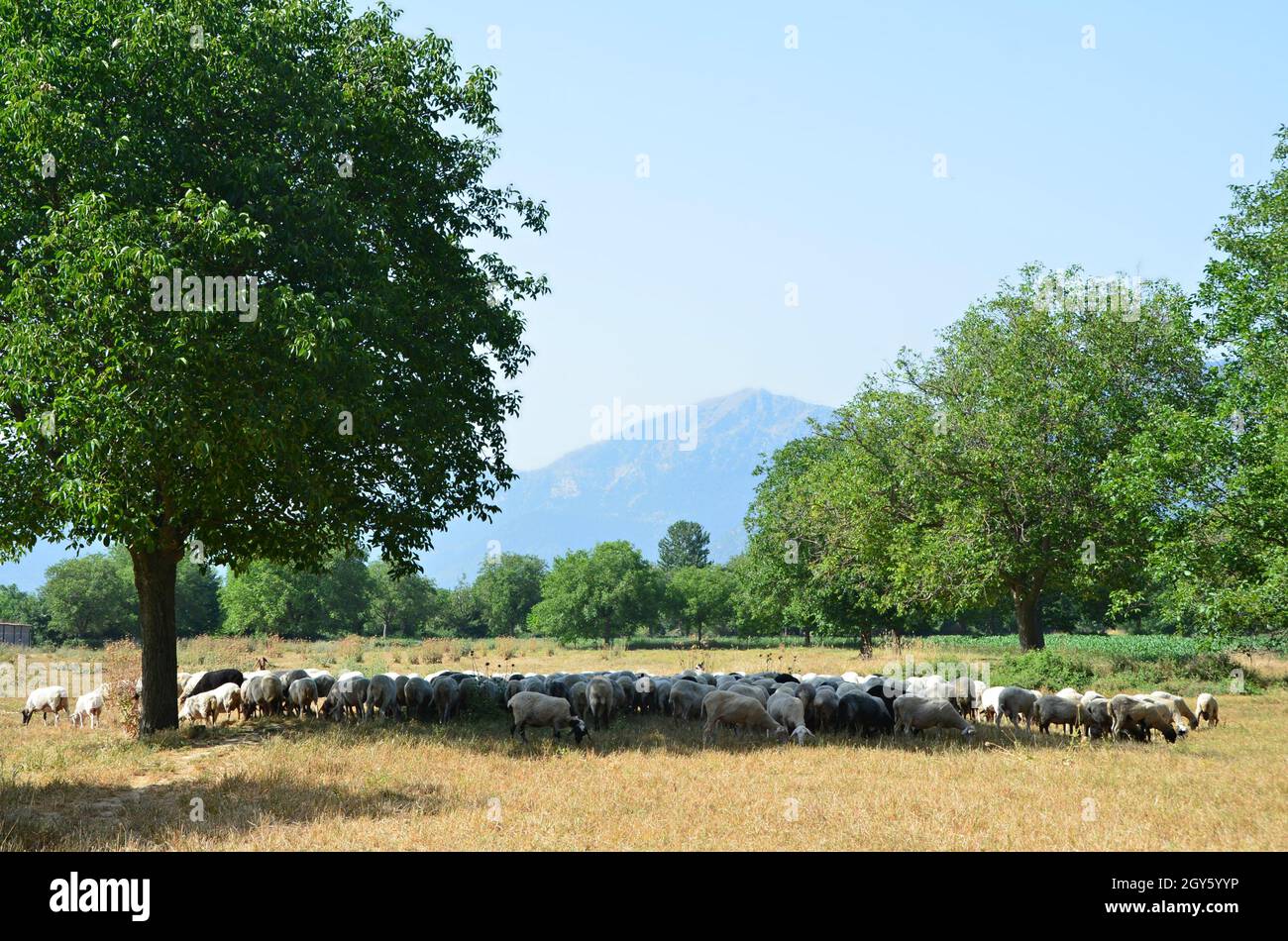 Paesaggio naturale con vista panoramica di una mandria di pecore nella campagna del Lago di Stymphalia, Corinthia Grecia. Foto Stock