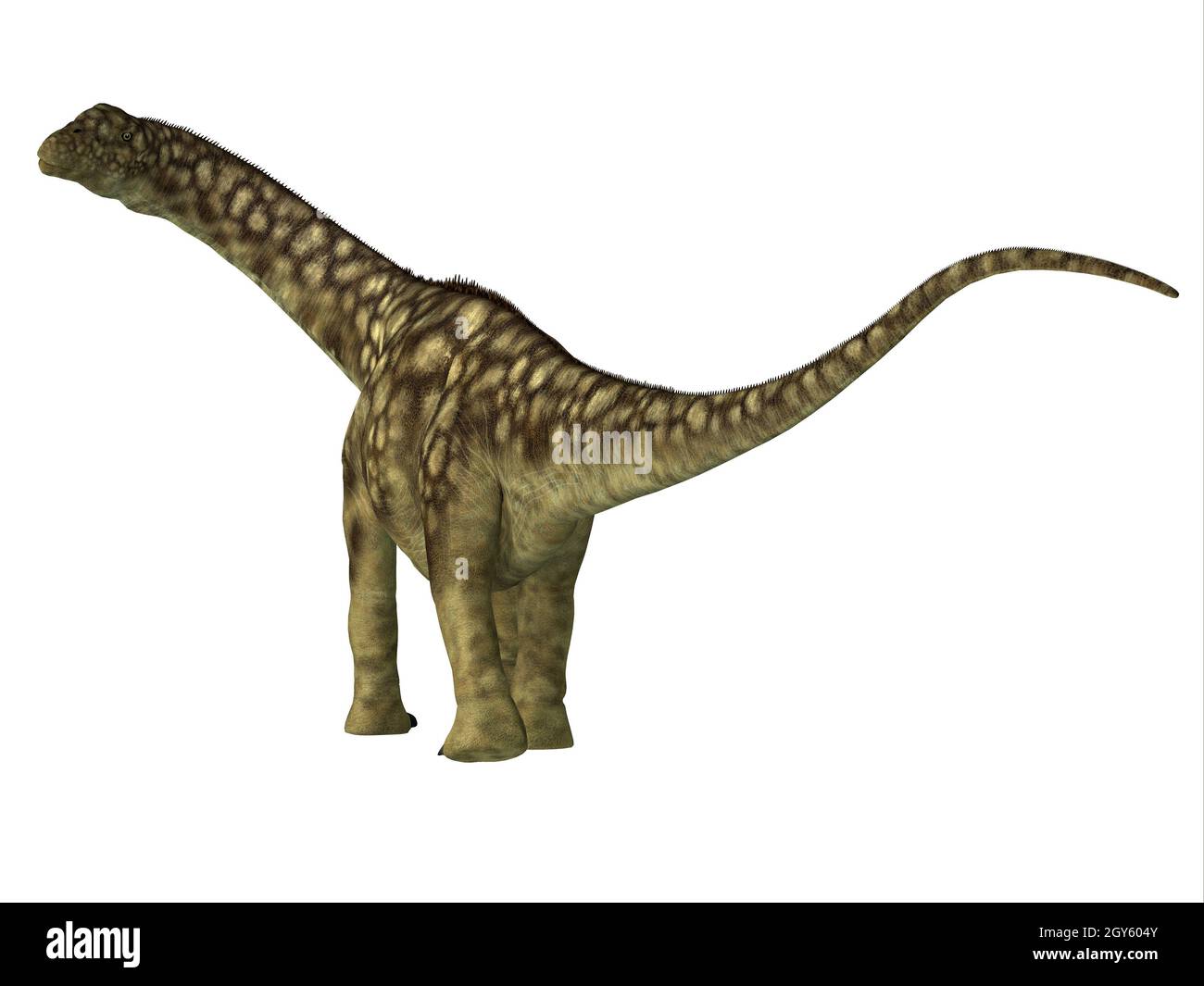 Argentinosaurus era un erbivoro sauropod dinosaur che ha vissuto in Argentina durante il Cretacico. Foto Stock