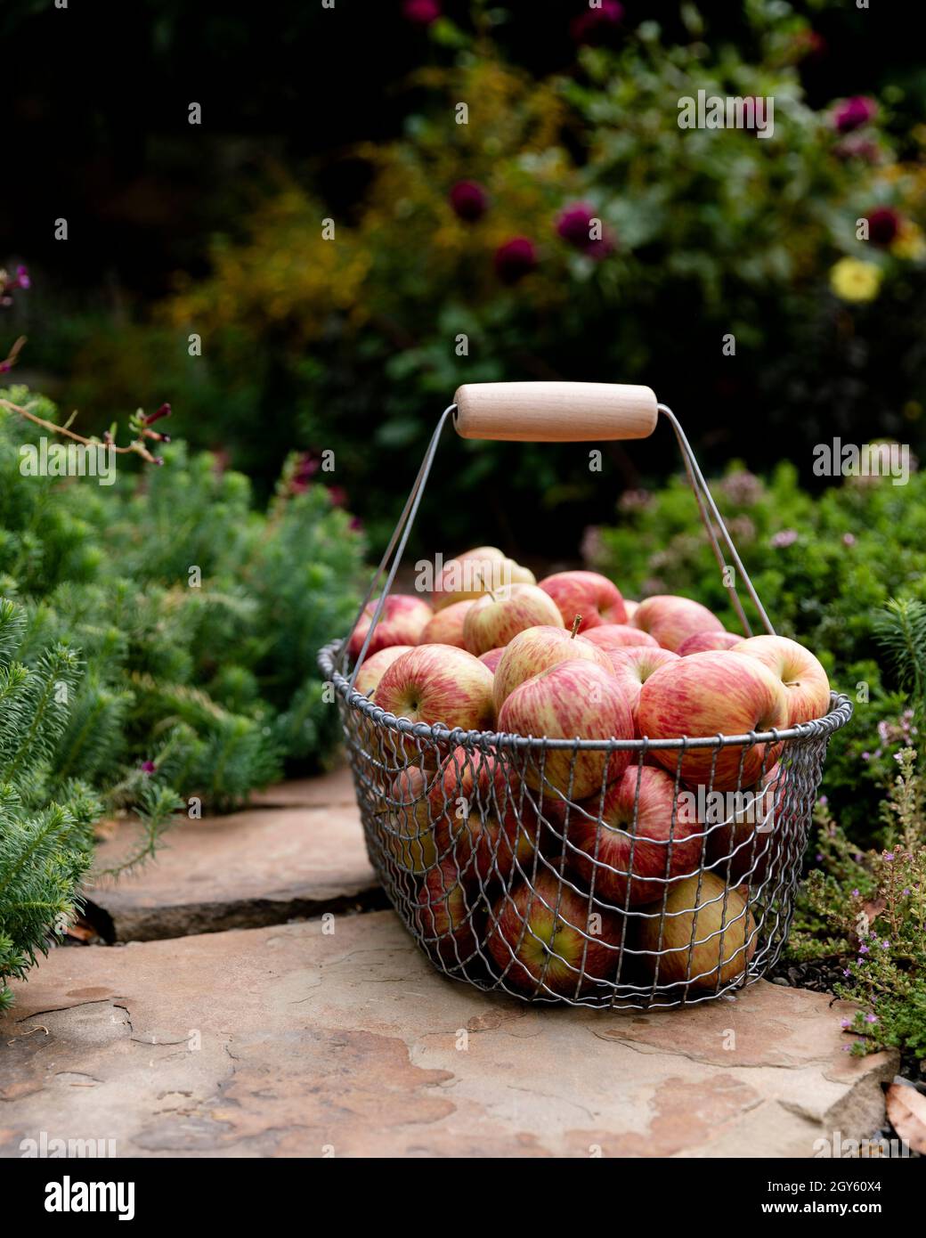 Un cestino di filo riempito con mele appena raccolte seduto in un giardino Foto Stock