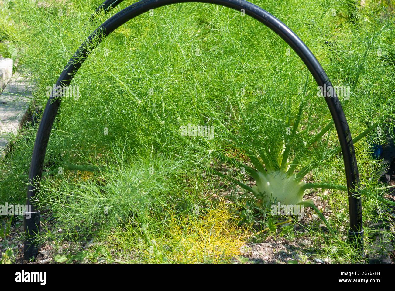 Un primo piano di un vegetale biologico di kohlrabi con una rapa come la radice vegetale e lunghi gambi verdi a foglia che crescono fuori della pianta. Foto Stock