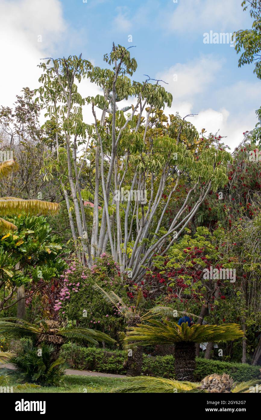 Tropicale Giardino botanico di Funchal sull' isola di Madeira, Portogallo Foto Stock