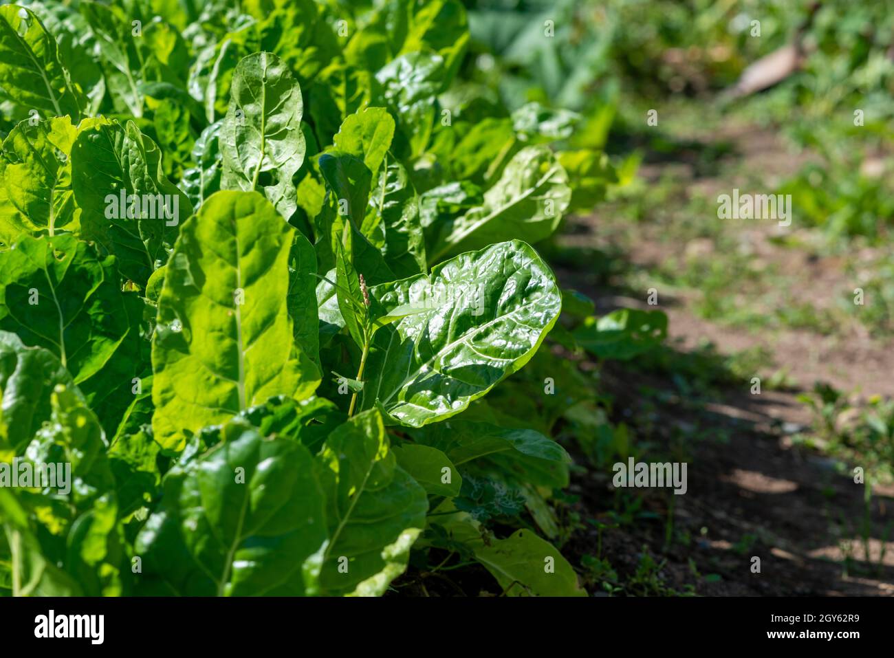 Grandi teste grezze sane di lattuga romana biologica che cresce in un giardino in una fattoria. Ha foglie croccanti verdi e vibranti. Il sole splende sul lussureggiante Foto Stock