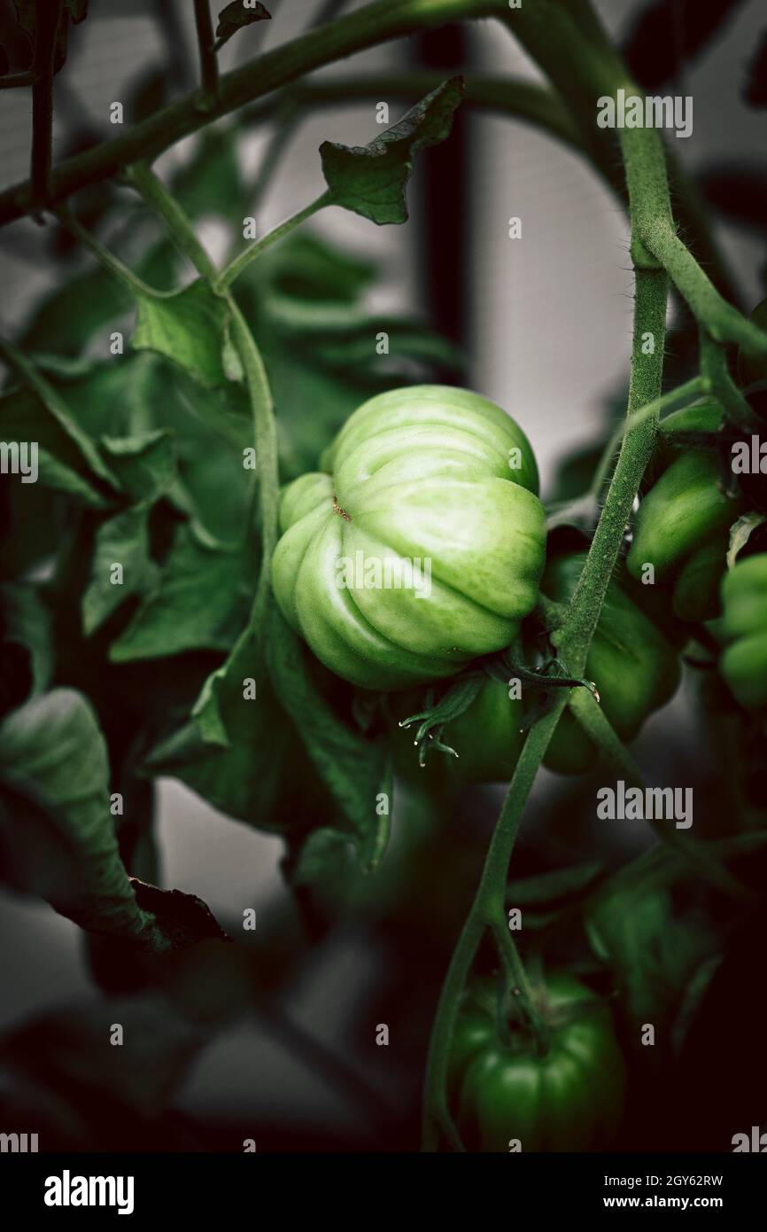 Un pomodoro verde a telaio in una serra Foto Stock