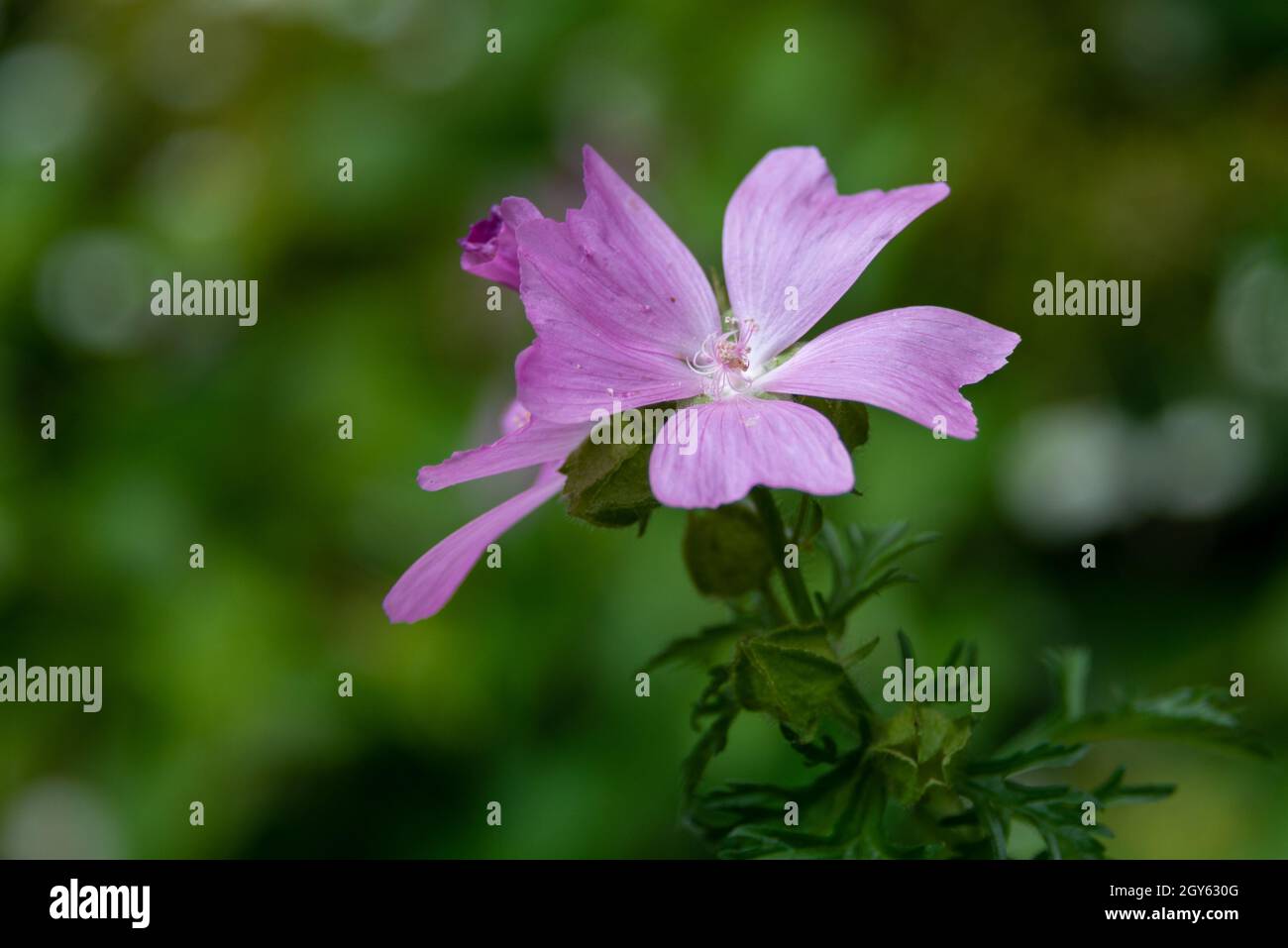 Malva moschata fiori perenni in fiore sul gambo di una pianta verde. La colorata pianta selvaggia fiorita ha una delicata sfumatura di rosa con un giallo Foto Stock