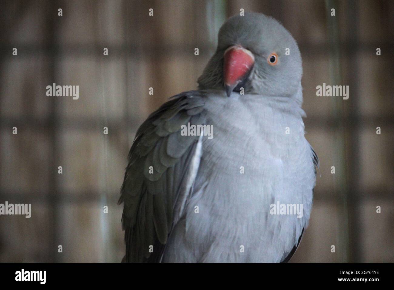 Fuoco poco profondo di un pappagallo grigio in piedi su un legno Foto Stock