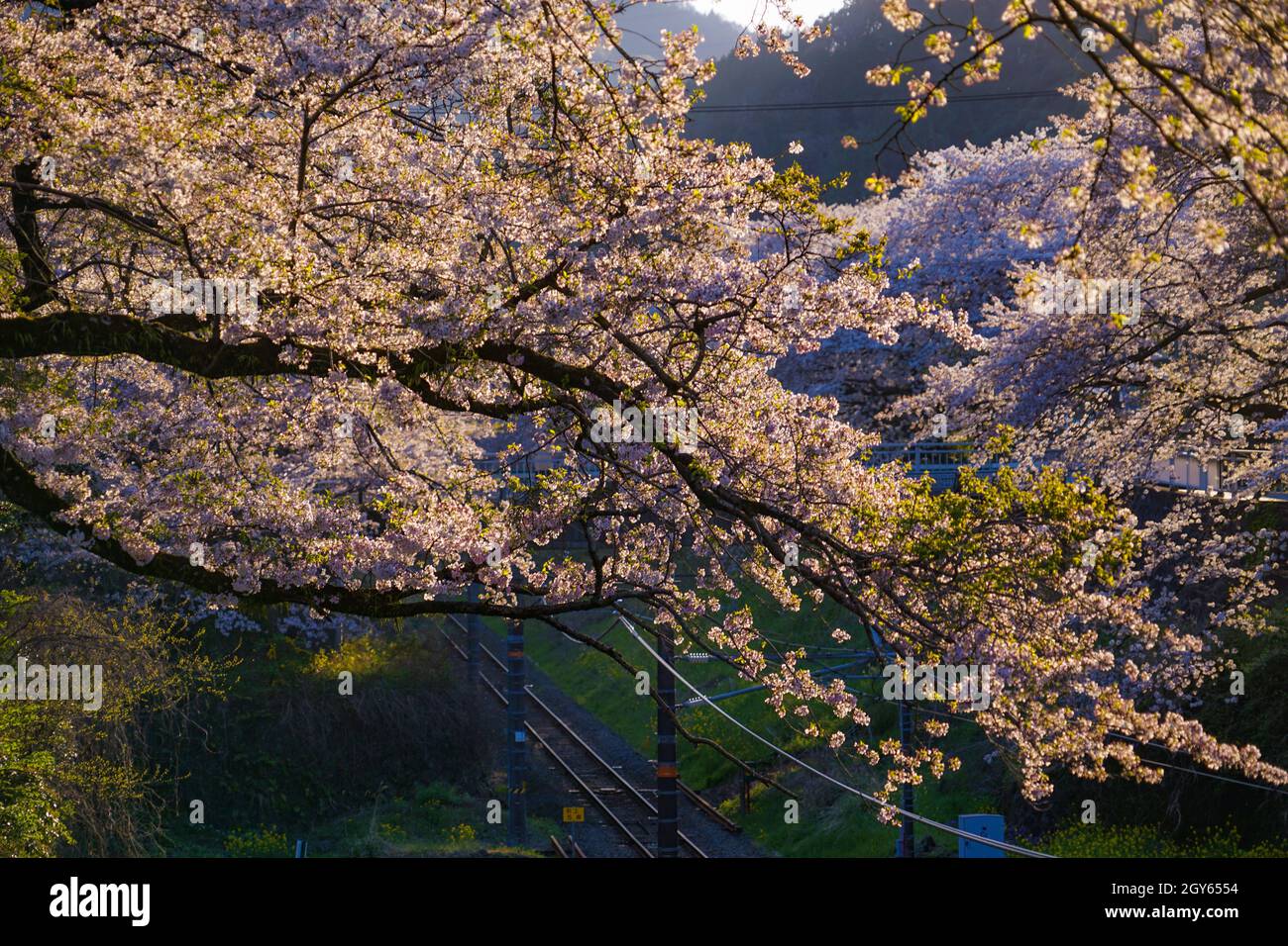 Stazione di Spring Yamakita (distretto di Kanagawa ashigarakami). Luogo di ripresa: Distretto ashigarakami della Prefettura di Kanagawa Foto Stock