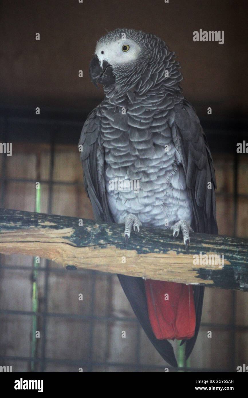 Pappagallo grigio (Psittacus erithacus) arroccato su un tronco d'albero Foto Stock