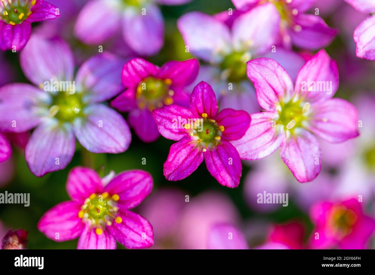 Bellissimi fiori primaverili di Saxifraga x arendsii in fiore nel giardino, da vicino Foto Stock