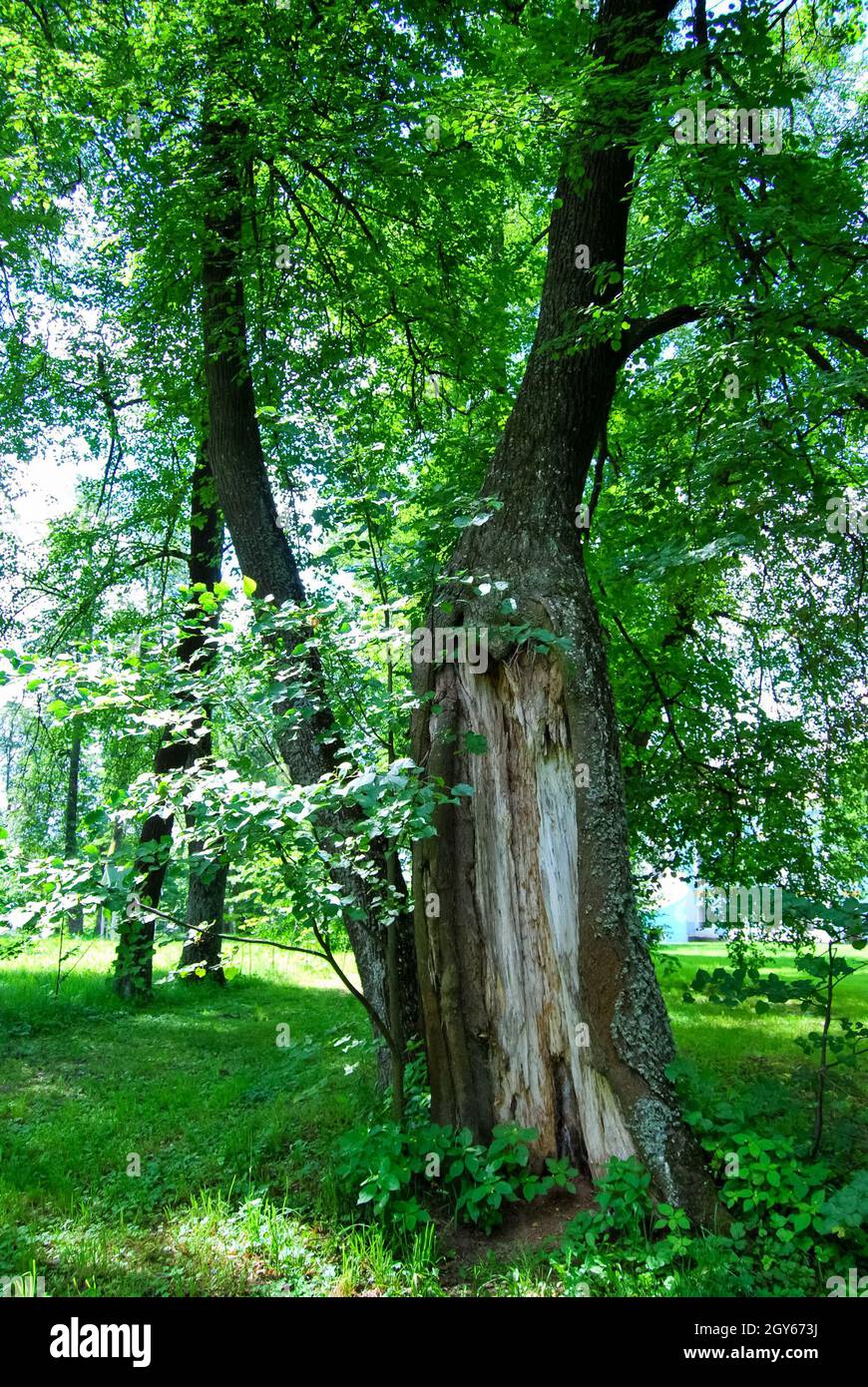 Bellissimo parco ben curato, prato rifinito. Riserva HMELITA Foto Stock