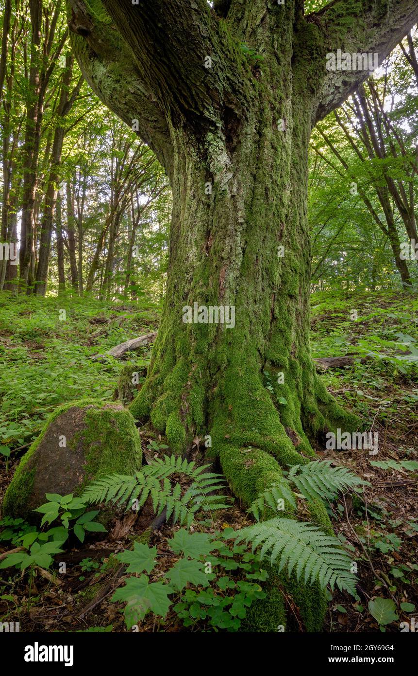 Un tronco di faggio in muschio nella foresta di Moody. Provincia di Wamian-mazurian, vicino alla città di Olsztynek, Polonia. Foto Stock