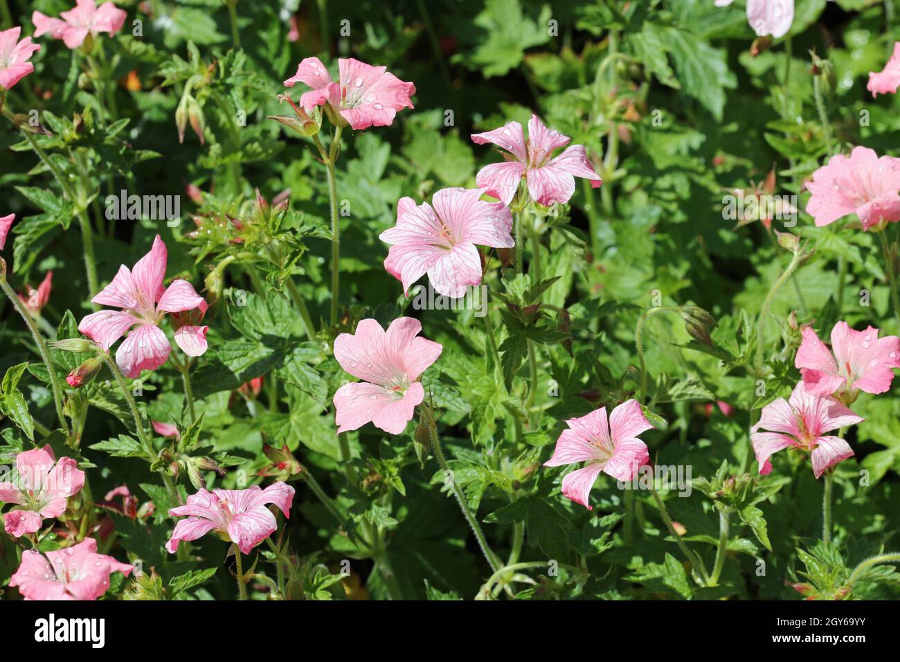 Rosa Oxford cranesbill, Geranium x oxonianum, varietà Bressinghams deliziare i fiori con gocce di pioggia sui petali e uno sfondo di foglie sfocate. Foto Stock