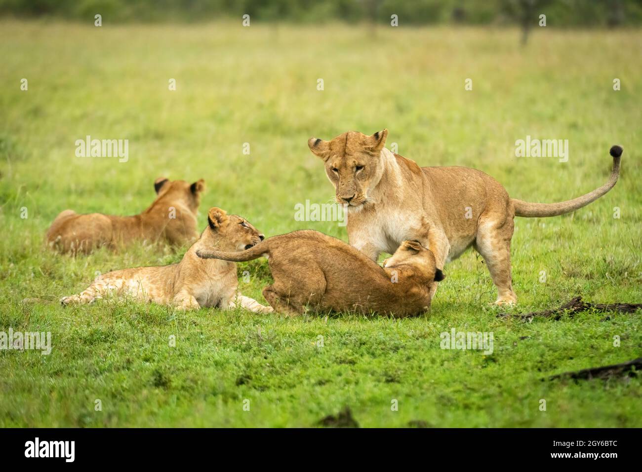 Lioness gioca combatte con il cucciolo vicino ad altri Foto Stock