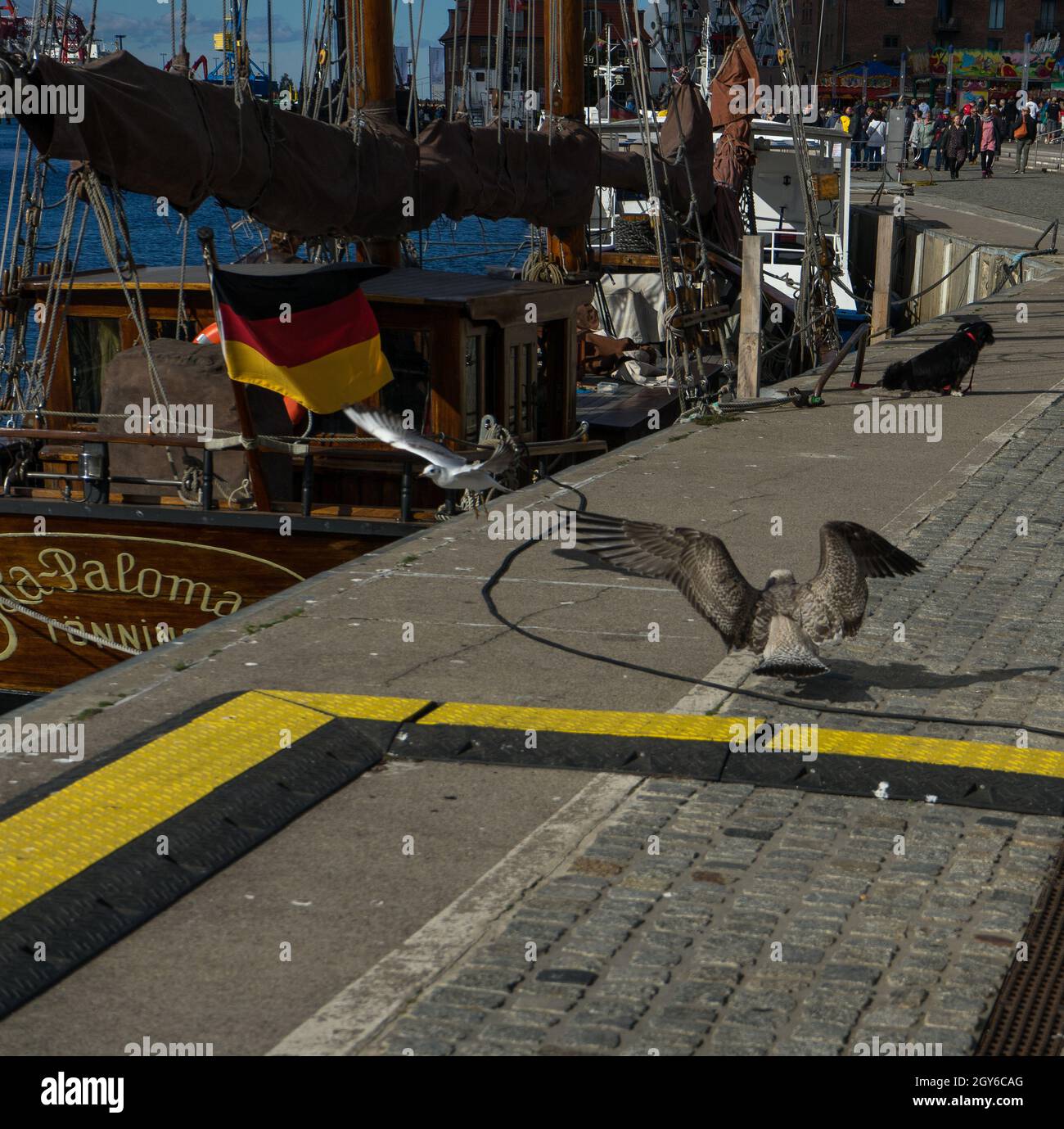 Sbarco gabbiano nel porto della città tedesca chiamato Wismar in autunno Foto Stock