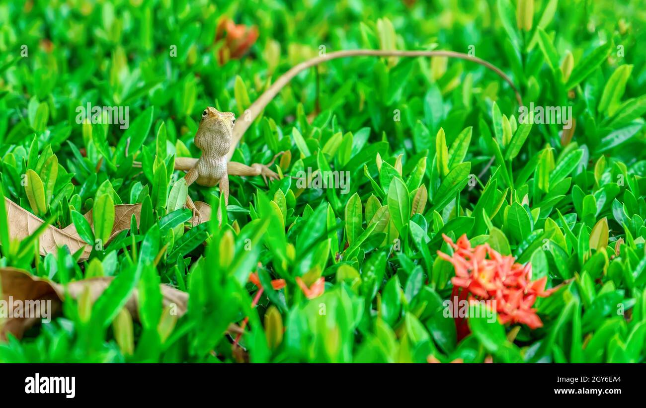 I camaleonti sull'albero su di uno sfondo della natura. Foto Stock