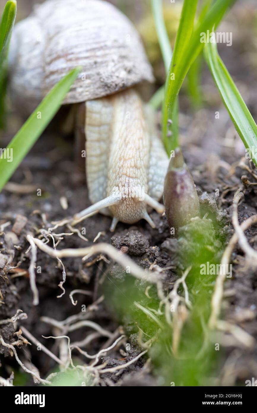 Una lumaca romana cerca cibo sul letto con alcune erbacce in giardino Foto Stock