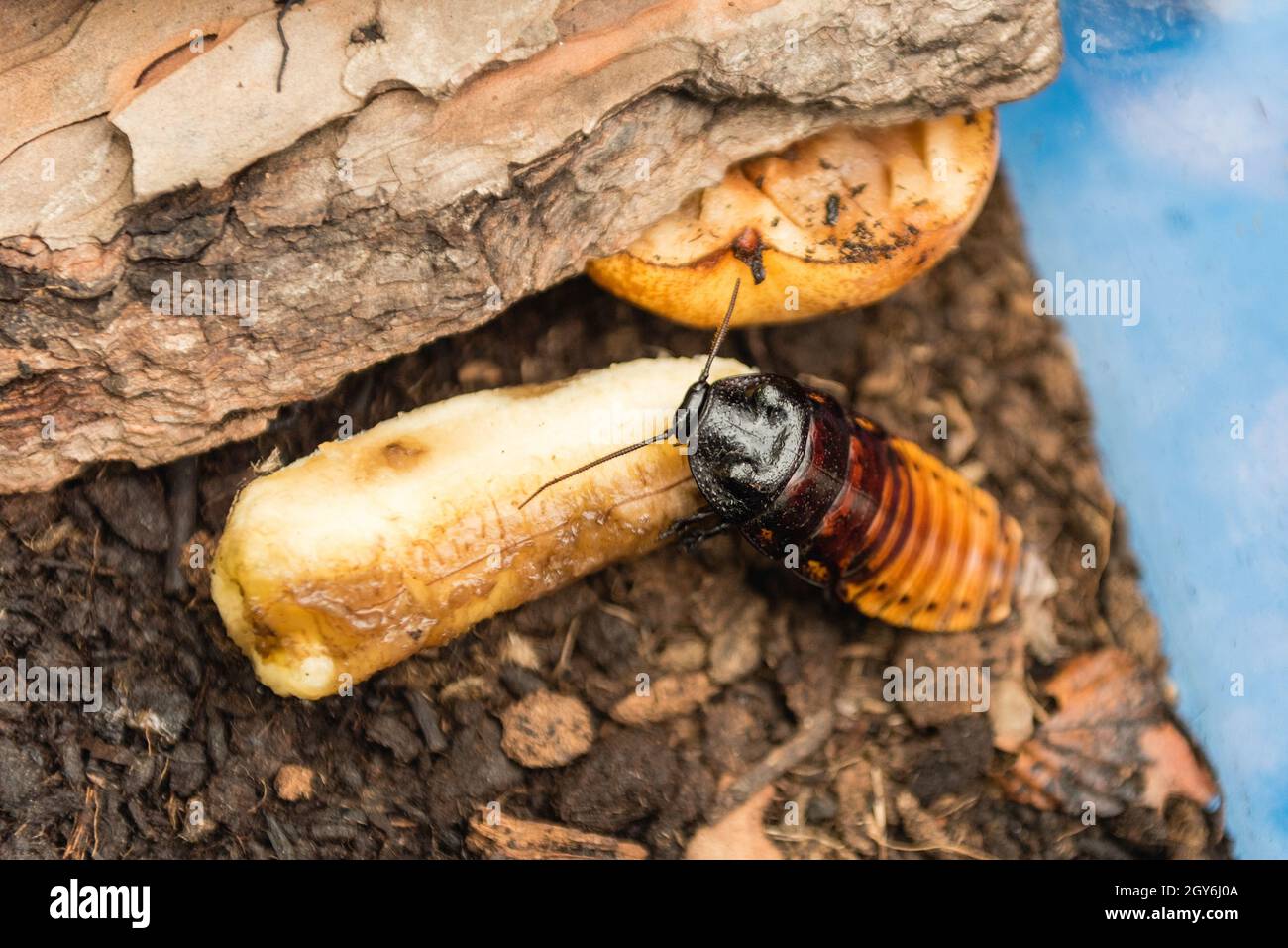 Madagascar scarafaggio sibilante aka Gromphadorina Portentosa mentre mangia una banana. Si tratta di uno dei più grandi specie di scarafaggi Foto Stock