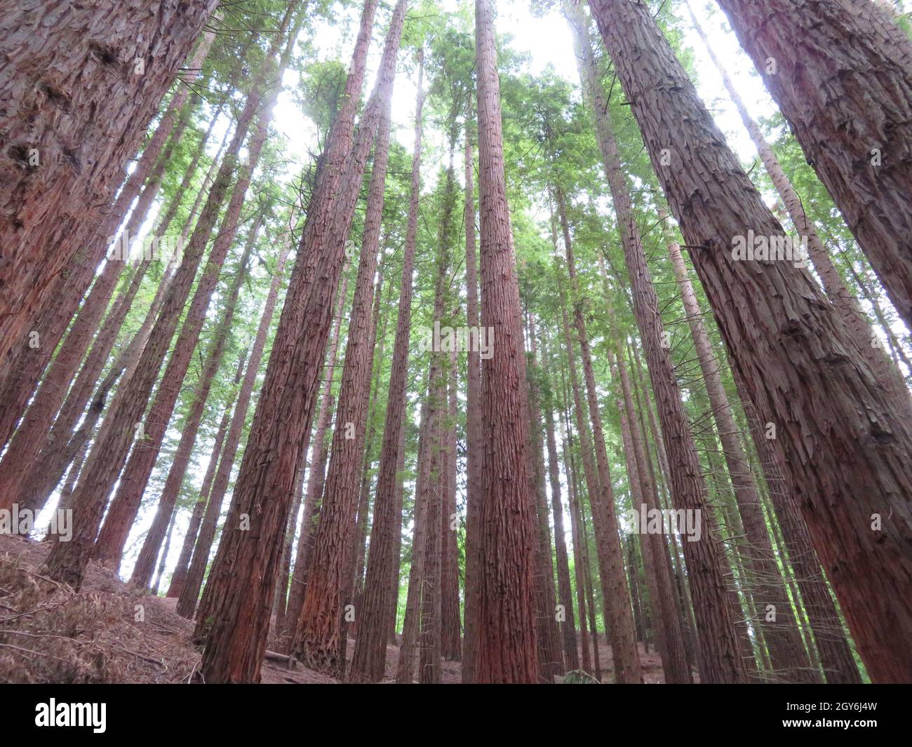 bella foresta di sequoie giganti alberi enorme grasso alto legno Foto Stock