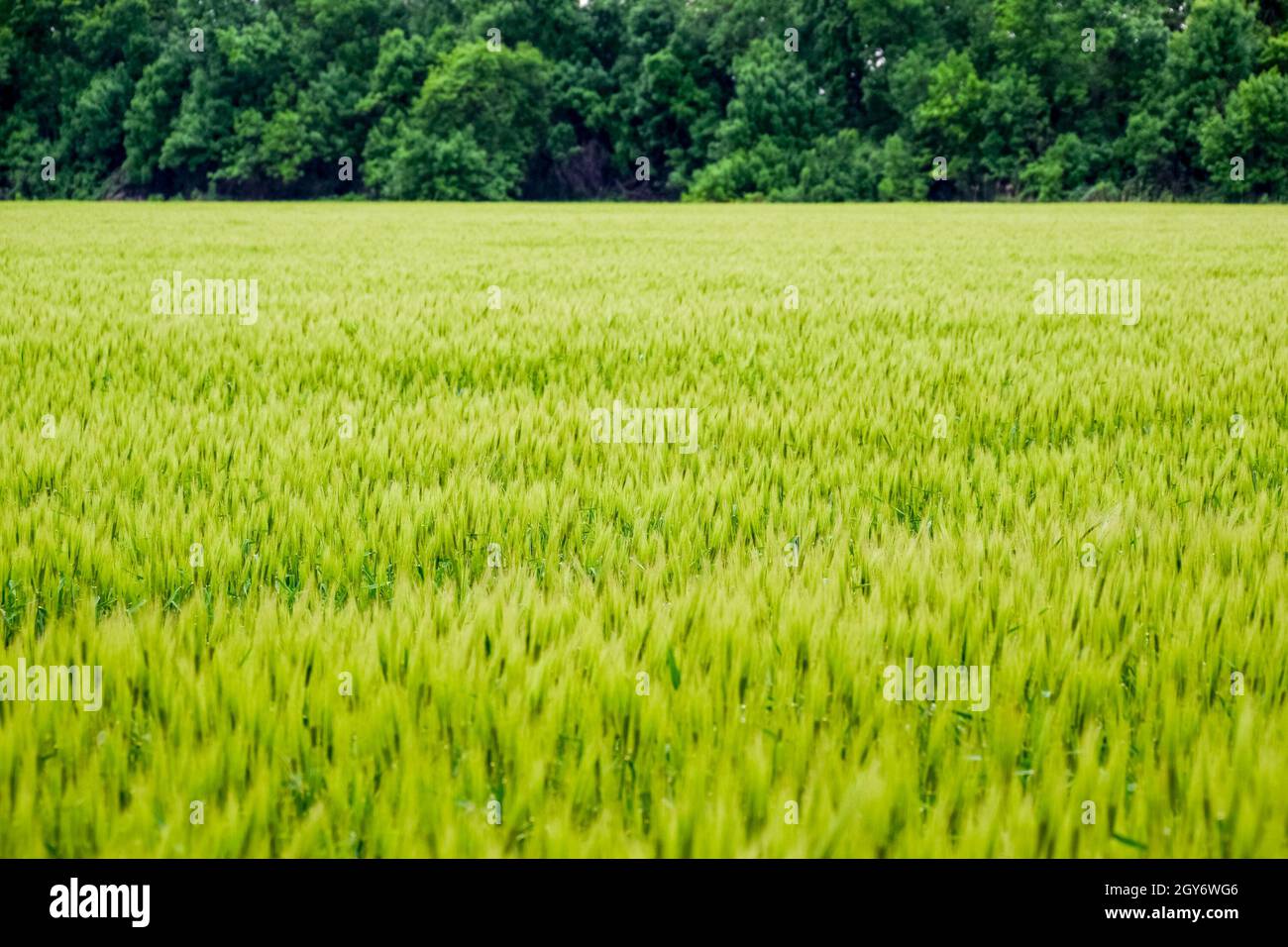 Campo di verde orzo immaturi. Spikelets di orzo. Il campo è l'orzo, il paesaggio rurale Foto Stock