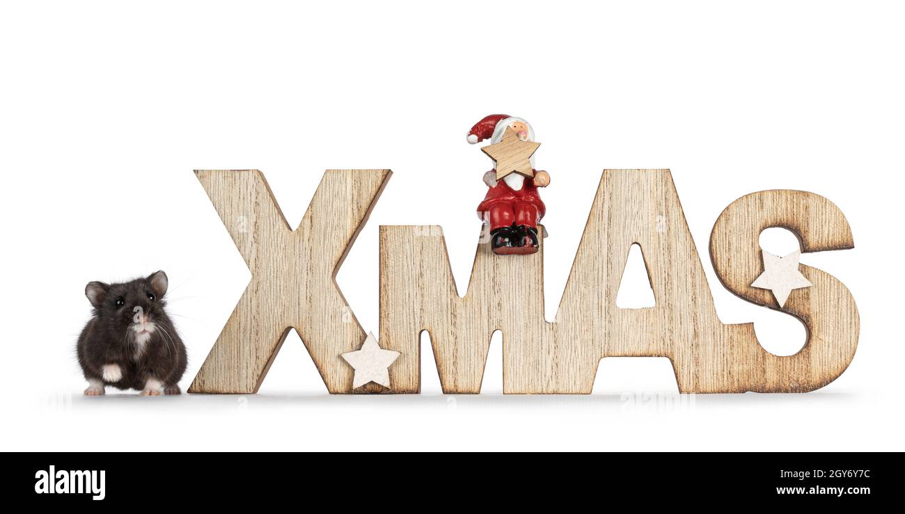 Carino adulto marrone Campbelli criceto in piedi accanto legno natale testo decorazione. Guardando direttamente all'obiettivo, isolato su sfondo bianco. Foto Stock