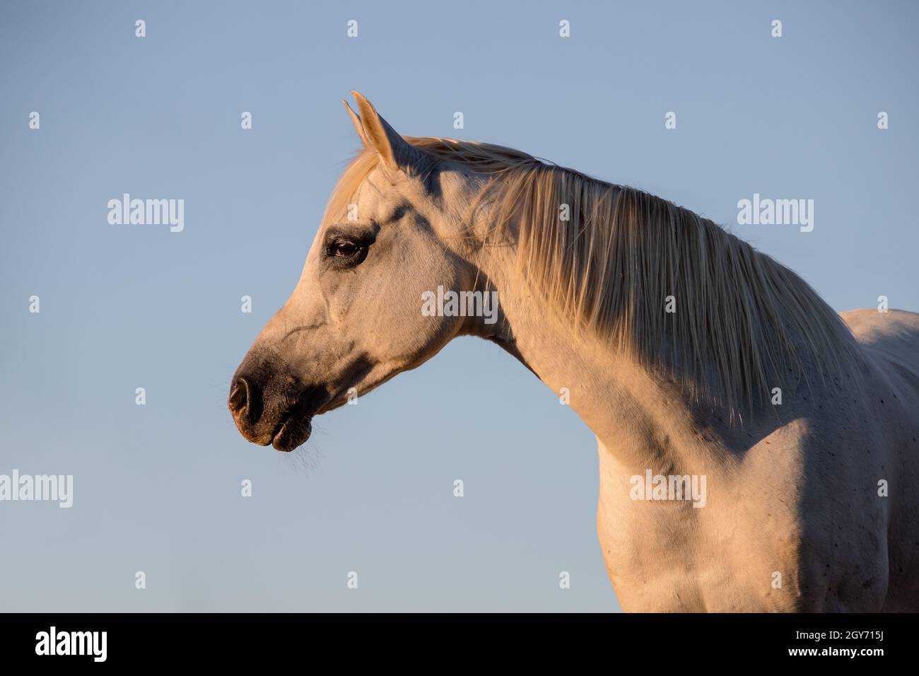 Bel ritratto facciale di uno stallone arabo bianco al tramonto con cielo indizio Foto Stock