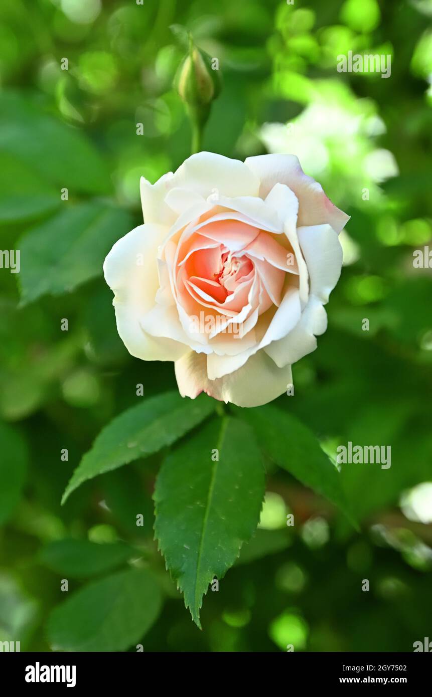 Genere di rosa immagini e fotografie stock ad alta risoluzione - Alamy