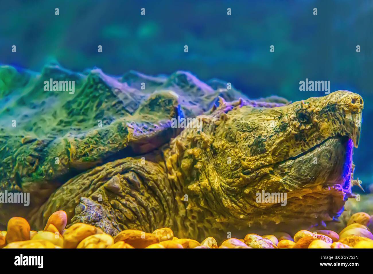 Alligatore che scatta la tartaruga in un armadietto di vetro. Foto Stock