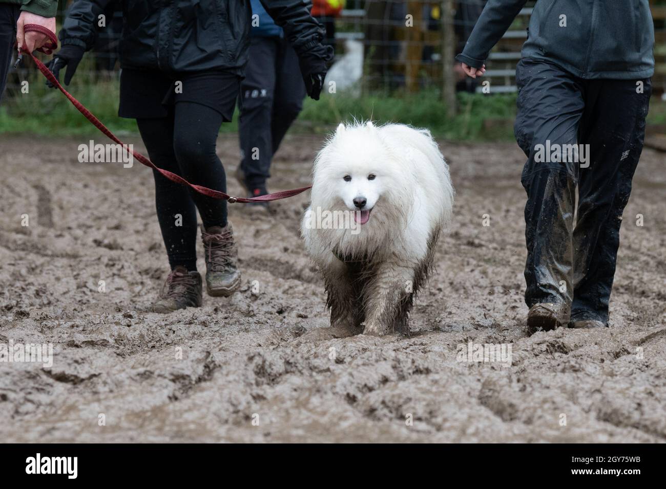 Cane fangoso - cane soffice bianco che cammina attraverso il fango profondo Foto Stock