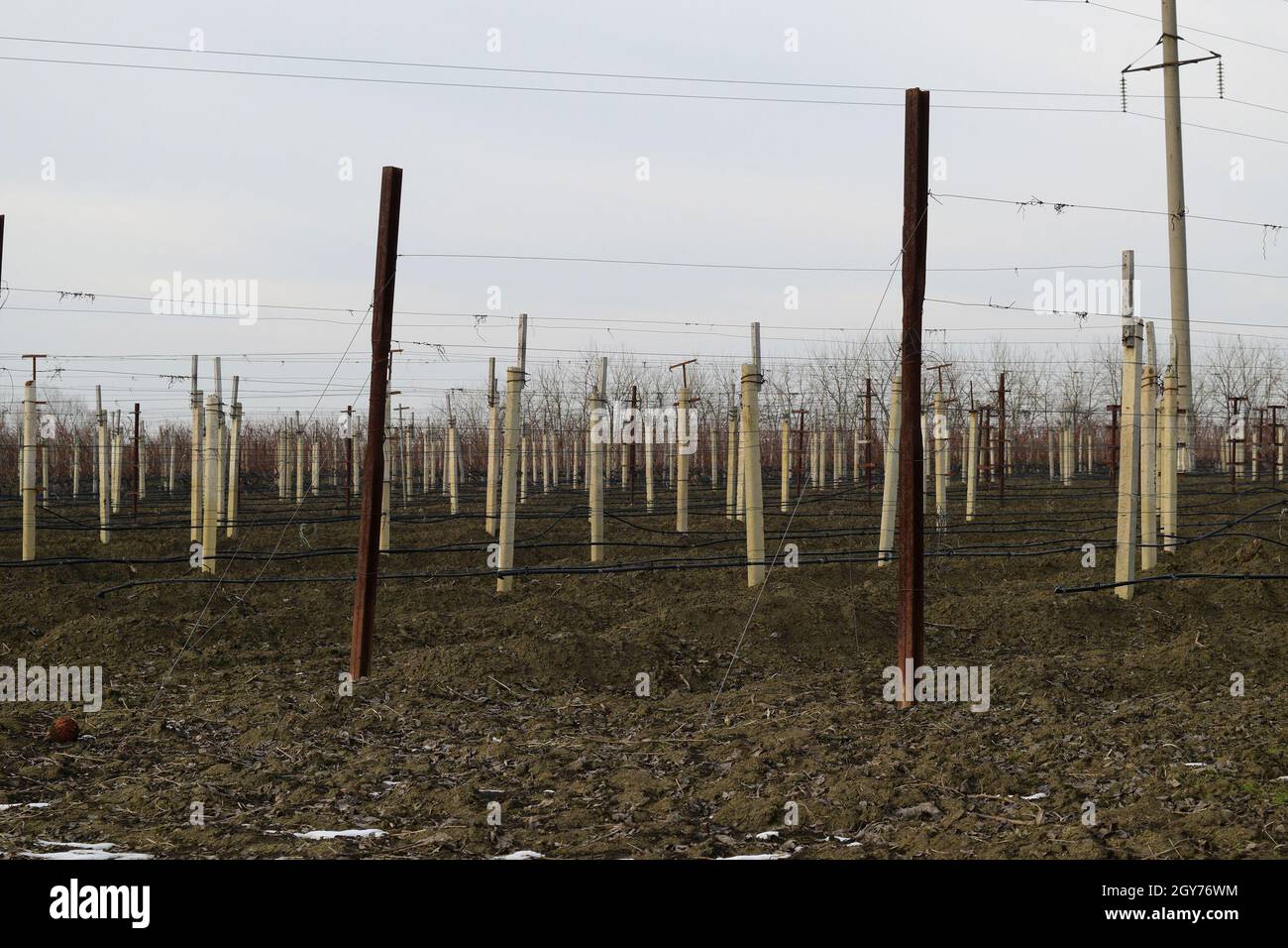 Vigna giovane campo. I pali e i fili per giarrettiera vine. Foto Stock