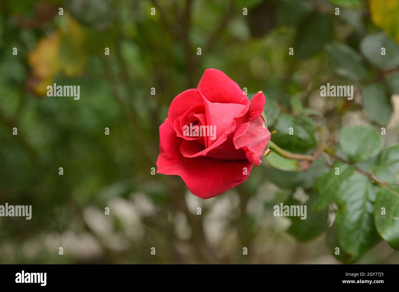 Red Rose fiore close up Foto Stock